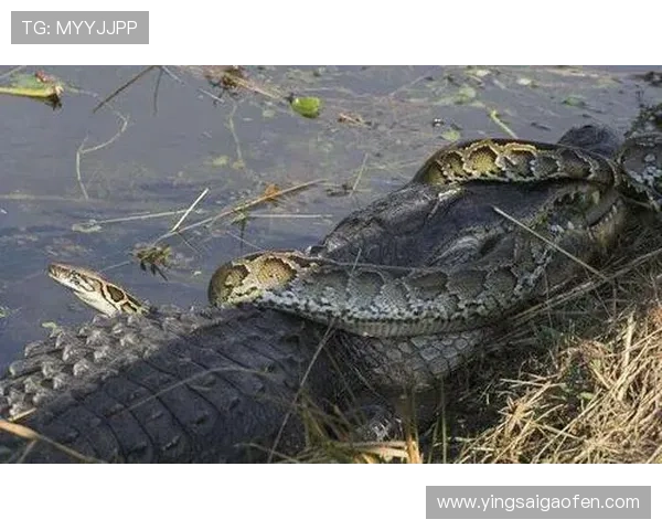 大蛇与大蟒的对决谁才是丛林之王引人入胜的剧情分析